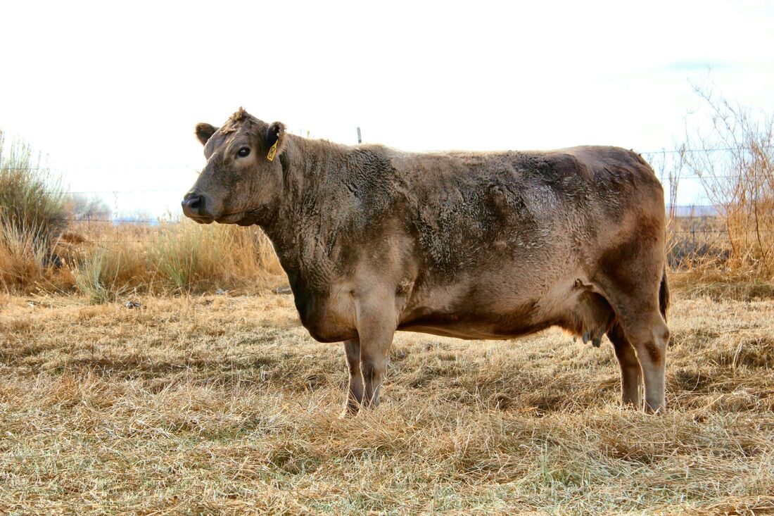 murray grey cattle