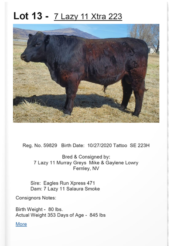 Murray Grey Cattle for Sale